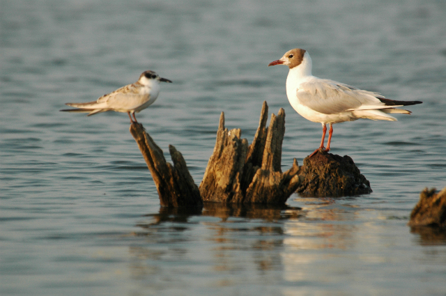 termeszetfoto_tisza_to_madaras.jpg