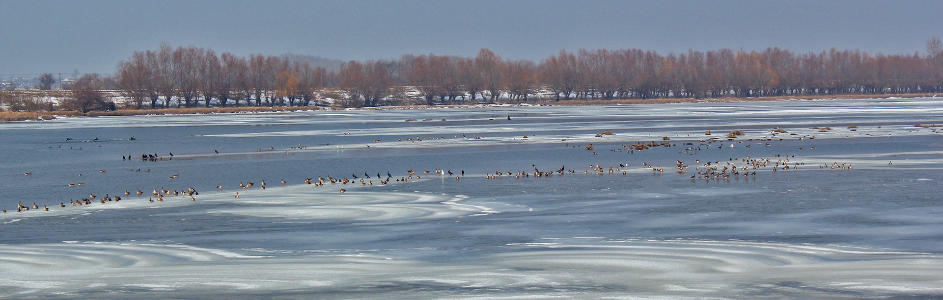 tisza-to_madarak_telen.jpg