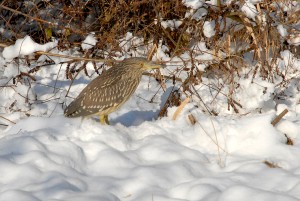 tiszato_tura_2013jan 055A.jpg