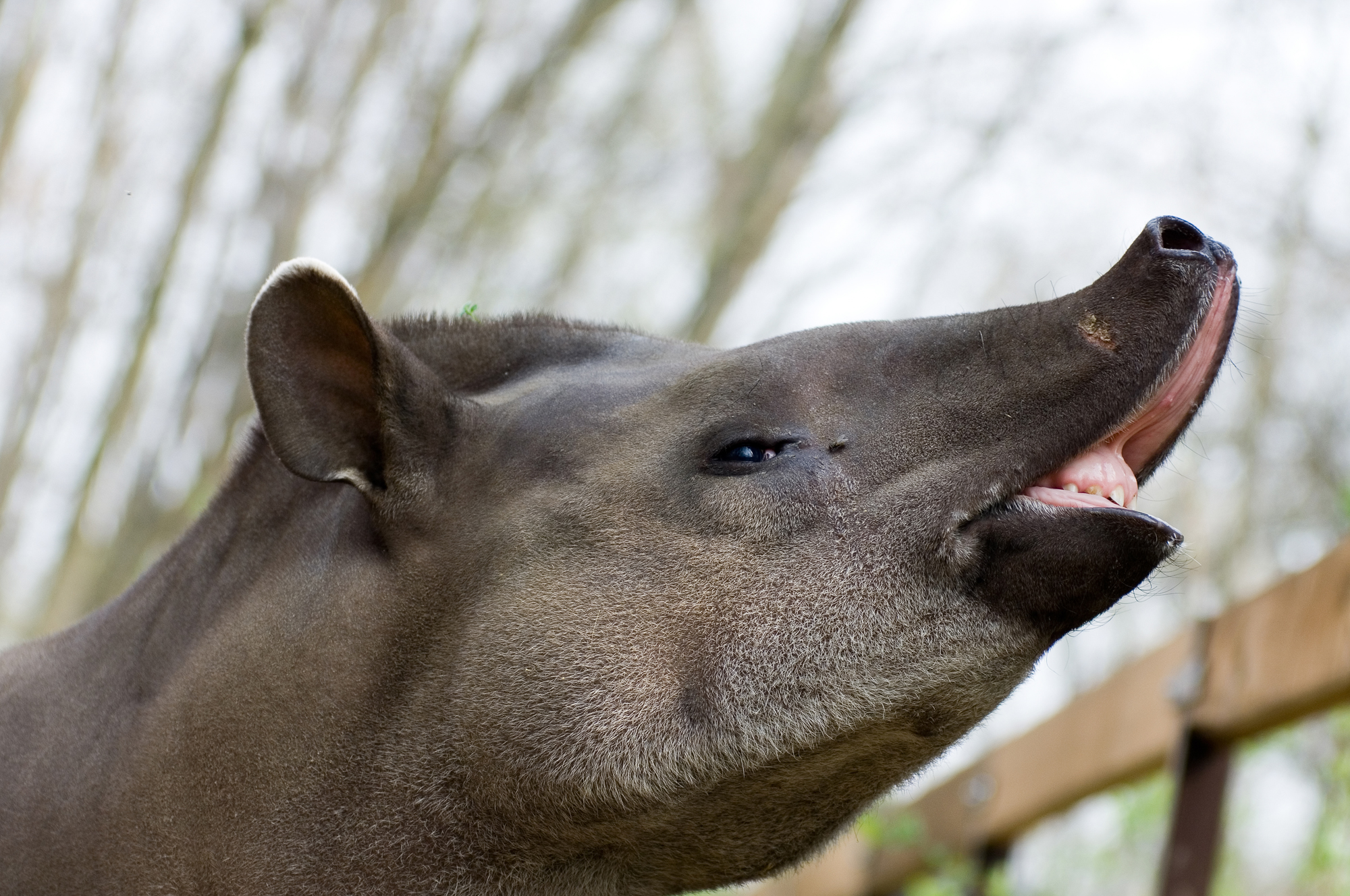 masolat_2_011_tapir.jpg