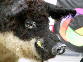 mangalica-fesztival-20130208_002.jpg