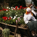 Virágba öltözött a Nyugat-Dunántúl