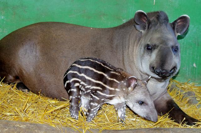 tapirgyor.jpg