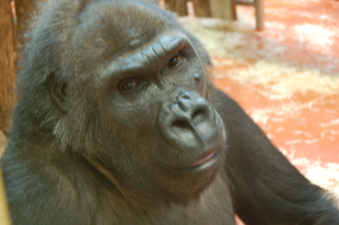 zoo budapest