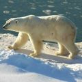 15 év után jegesmedve Izlandon