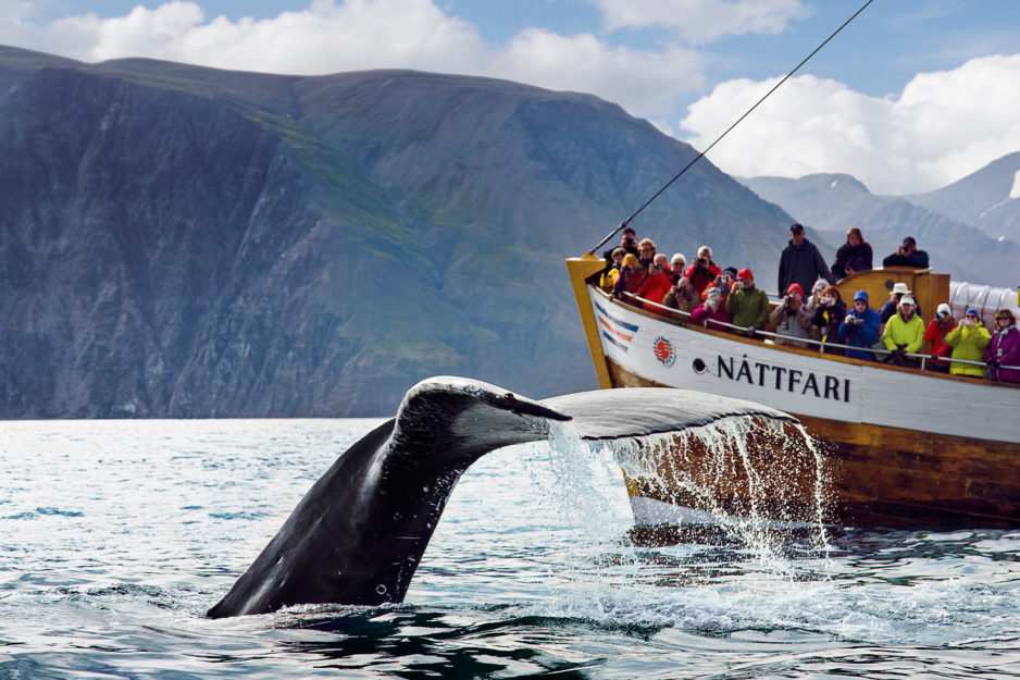 humpback-whale-fluke-in-front-of-nattfari-938x625.jpg