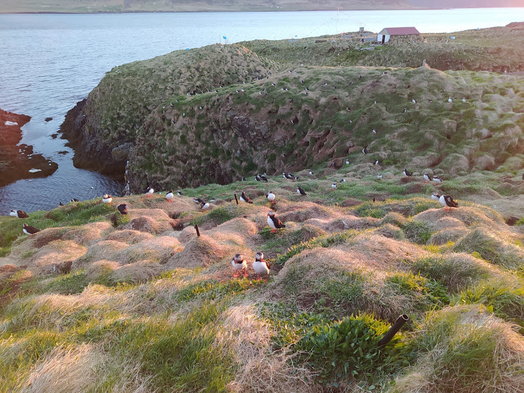 puffin-néző