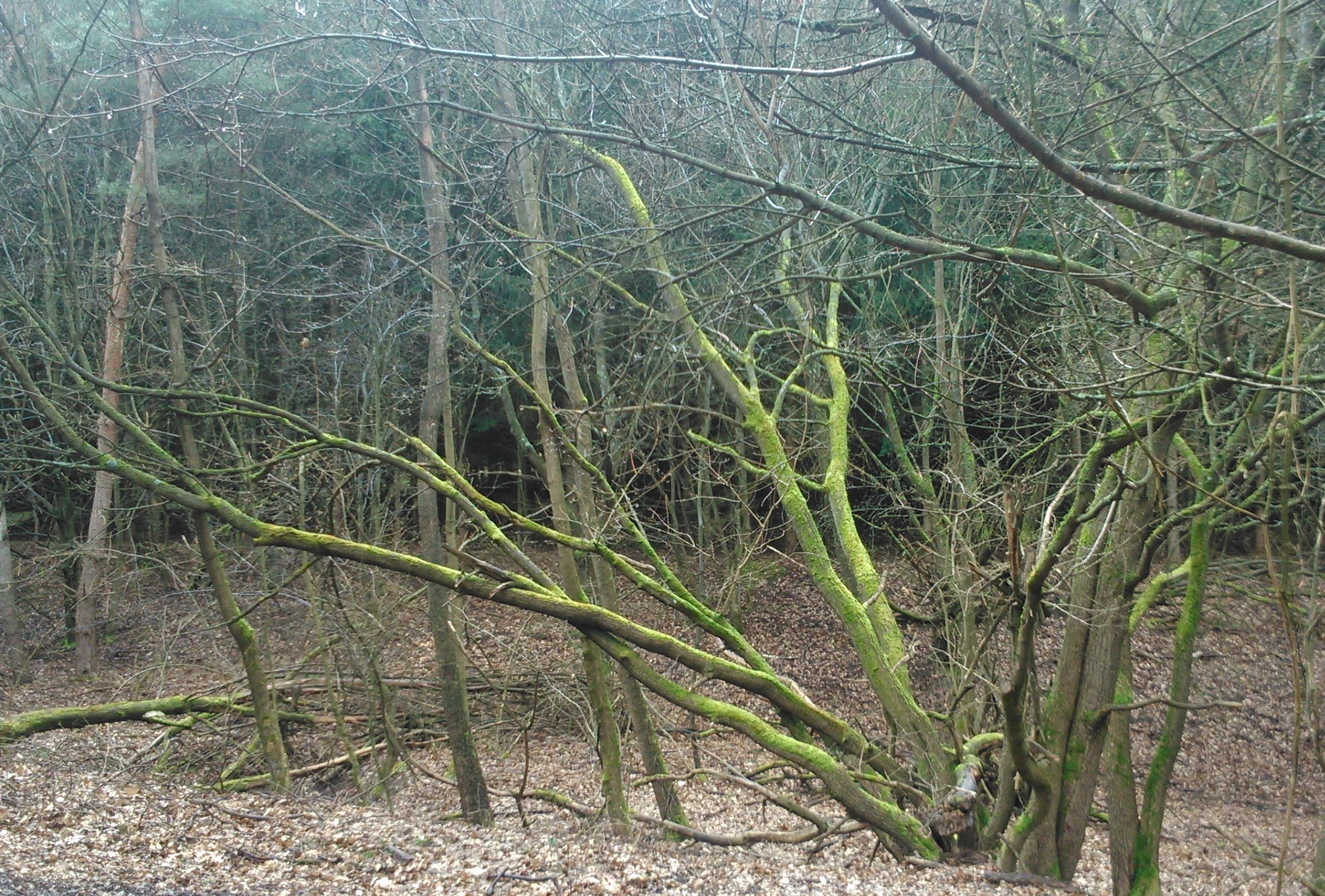 dsc_0214.jpg
