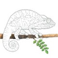 Colourful chameleon - színpompás kaméleon