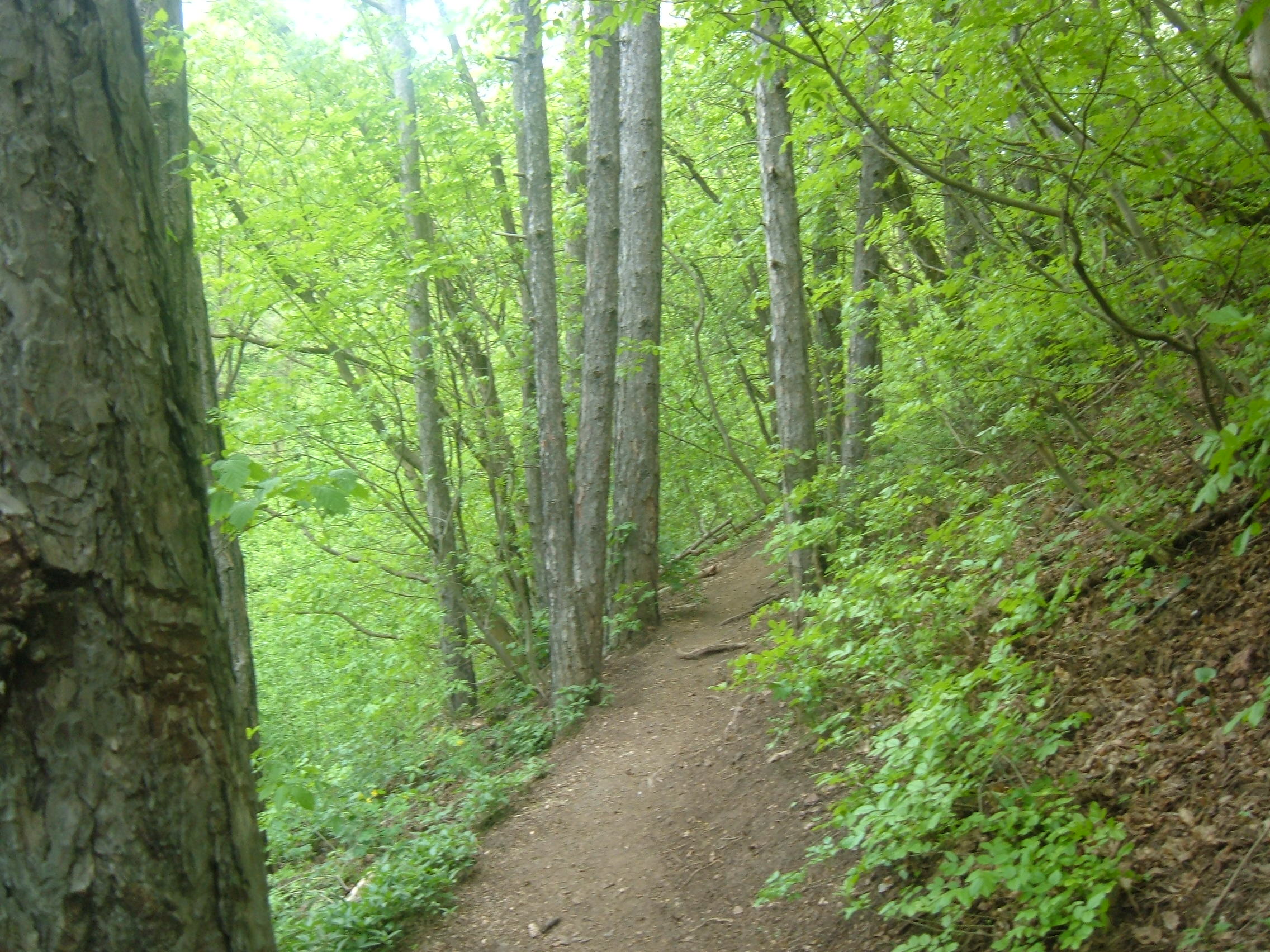 DSCF0866.JPG