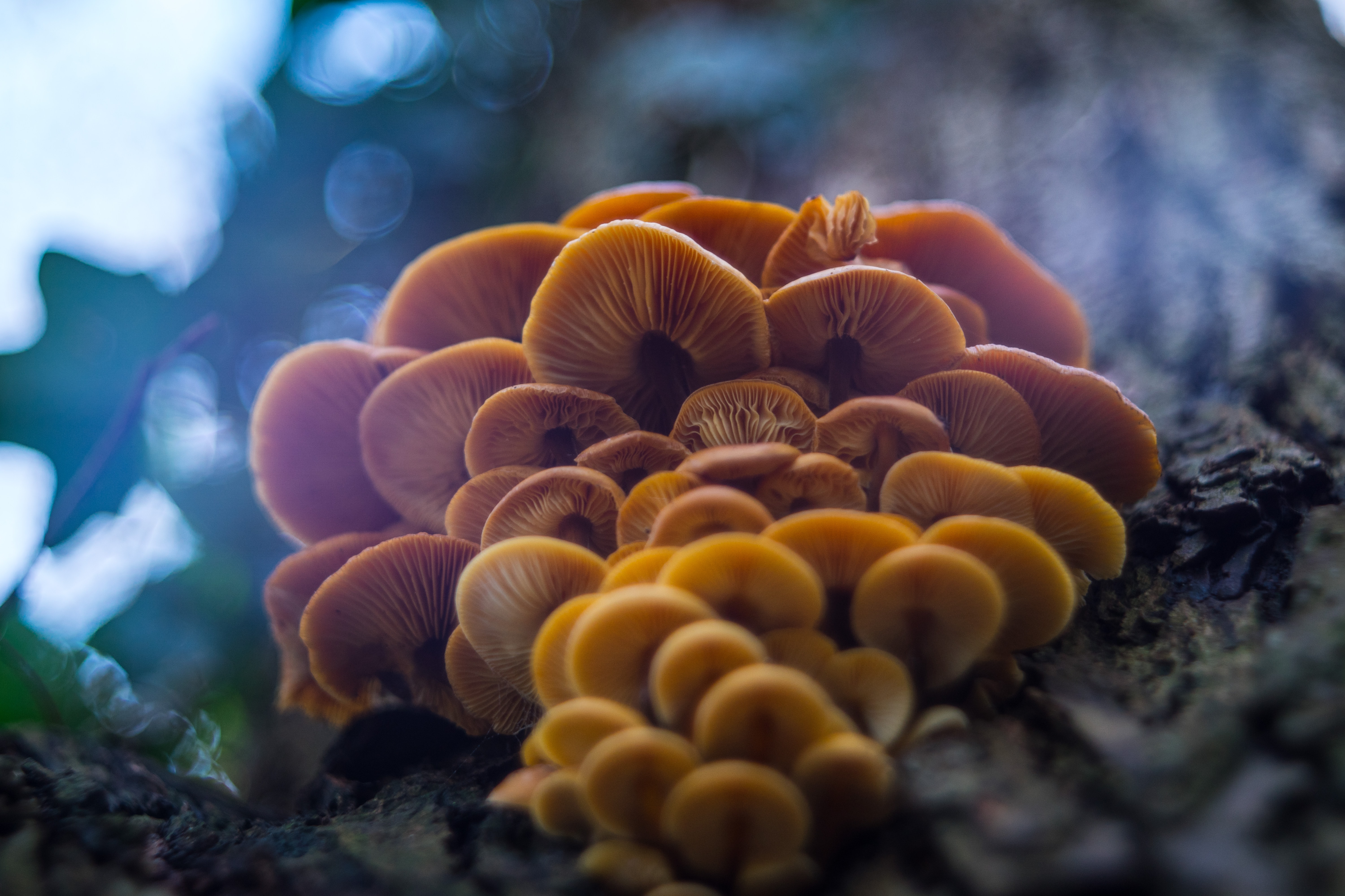 tamas-kolossa-mushroom.jpg