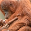 Orángutánkölyök született az Állatkertben