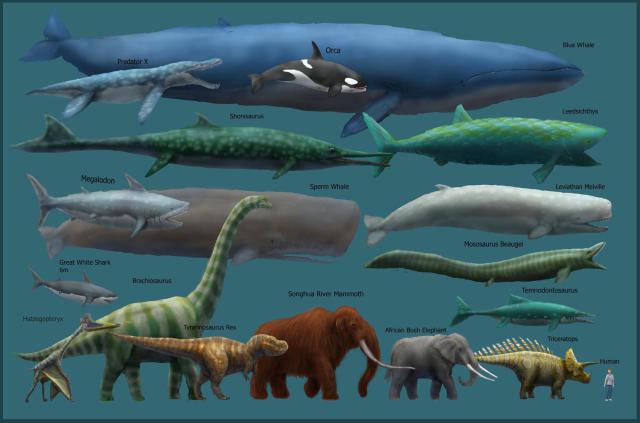 blue-whale-size-chart.jpg