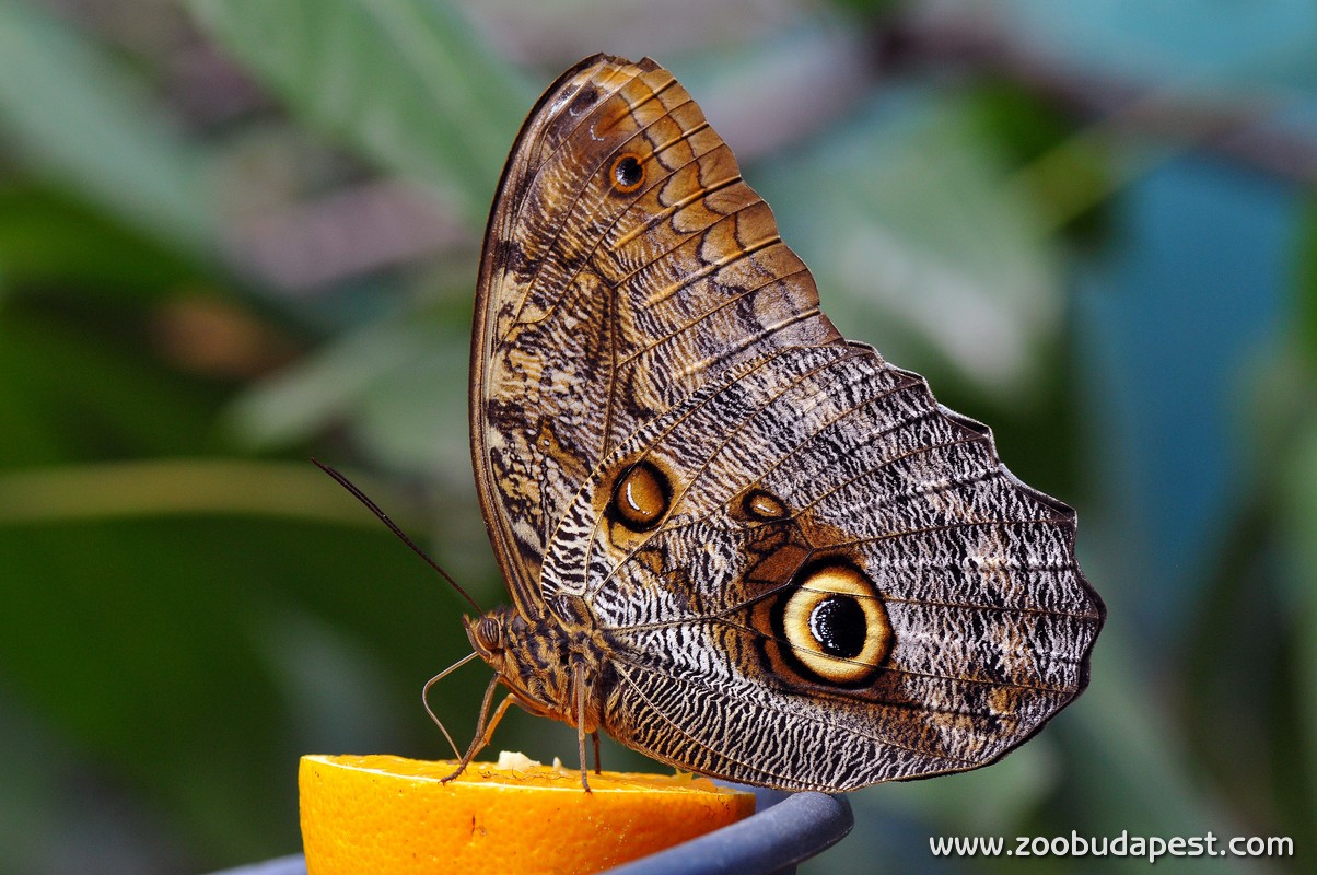 lepke06_foto_bagosi_zoltan.JPG