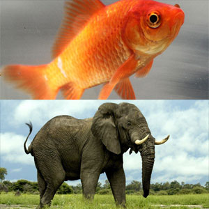 goldfish-elephant.jpg