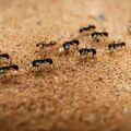 Edinburghi kutatók a hangyák agyszerkezetéről mintáztak ideghálót