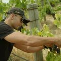 Gépi tanulás segíti a kaliforniai borászokat