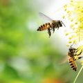 Gépi tanulás védi meg a méheket