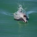 Drónok menthetik meg a legritkább új-zélandi delfint