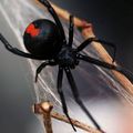 Virtuális pókok másznak a nyelvünkön