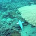 Csendes robothal gyűjt infókat az óceán élővilágáról