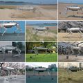 Homokos strandon fut a dél-koreai robotkutya