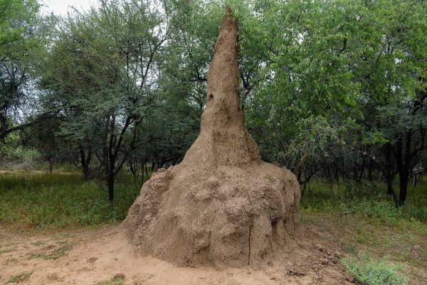 termites.jpg