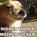 How high (doggy edition)