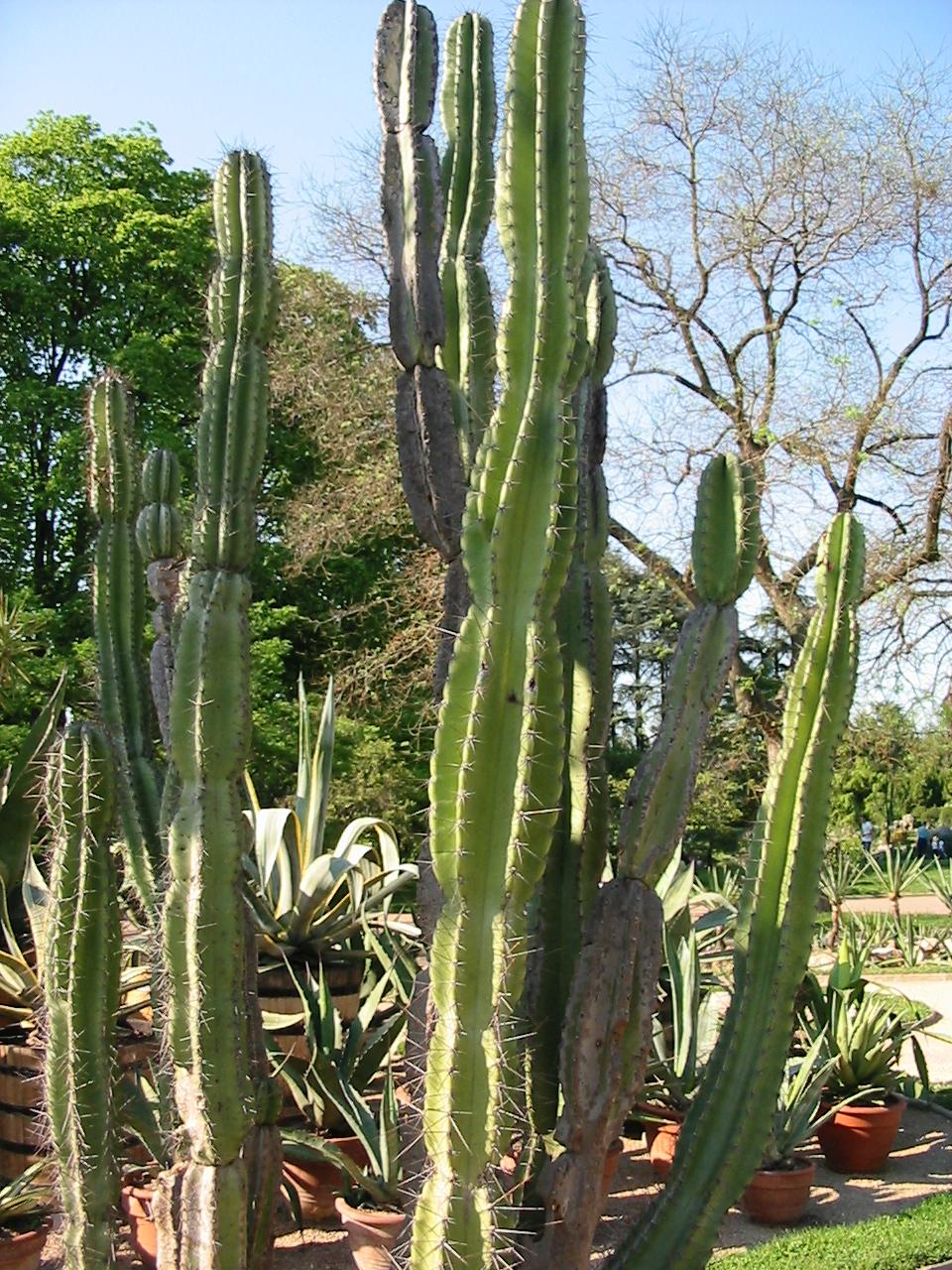 cereus_jamacaru.JPG