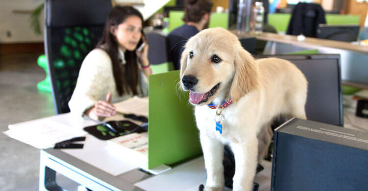 office-dogs.jpg