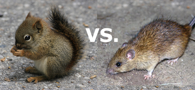 squirrel-vs-rat.png