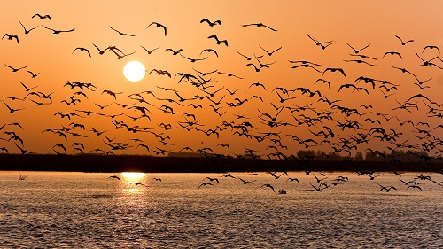 A-flock-of-birds-over-a-lake-at-sunset-wallpaper_7346.jpg