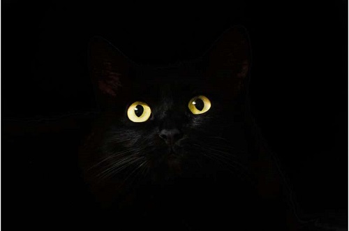 blackcat.jpg