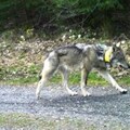Sokkal rosszabb helyzetbe kerültek a svájci farkas kilövését egy gyerekre terhelő gyanúsítottak