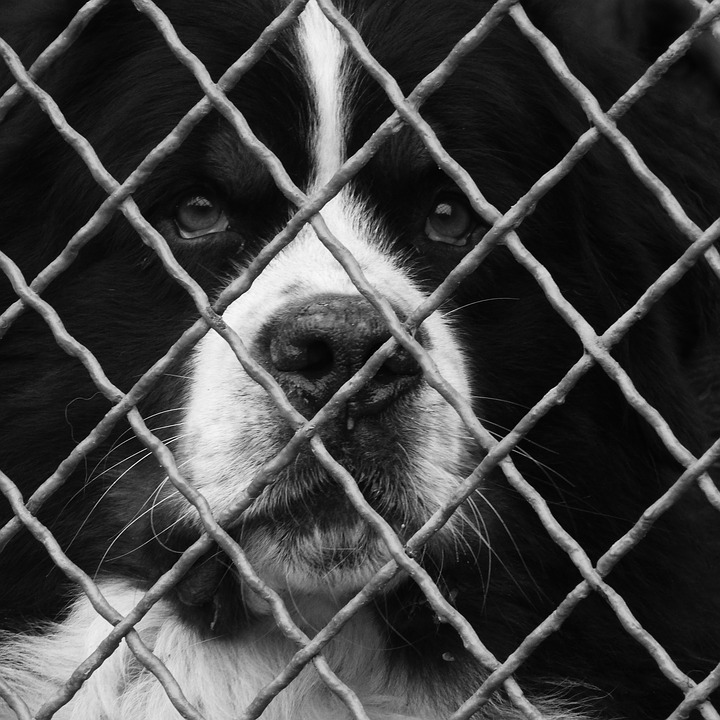 dog-behind-fence-pixabay.jpg