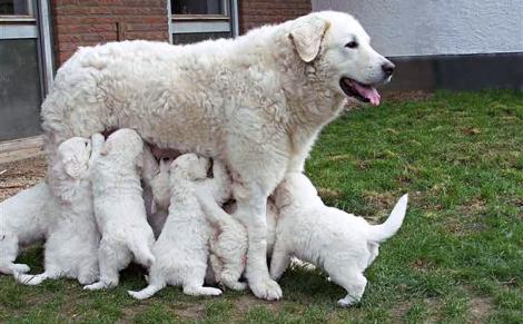 kuvasz-magyarkuvasz_5mp_eu.jpg