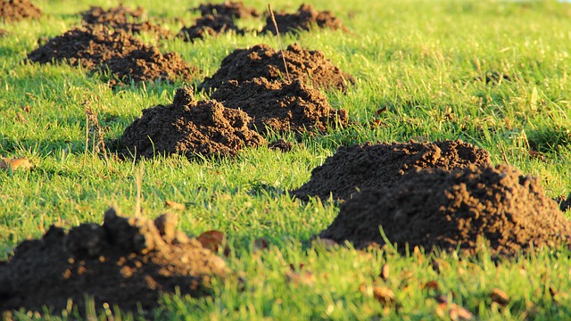 molehill-231386_640.jpg