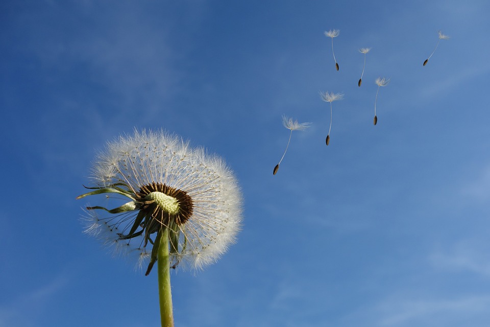 dandelion-463928_960_720.jpg