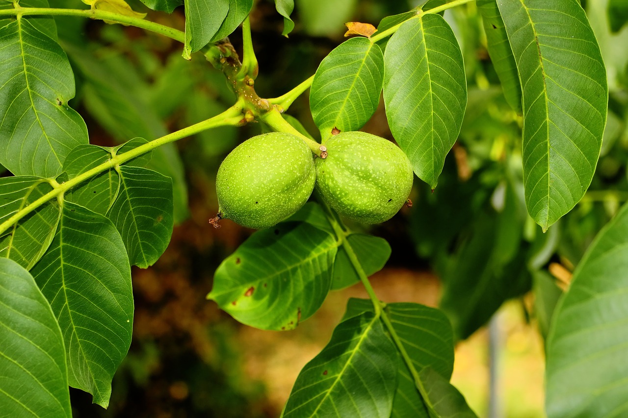 walnut-tree-3584209_1280.jpg