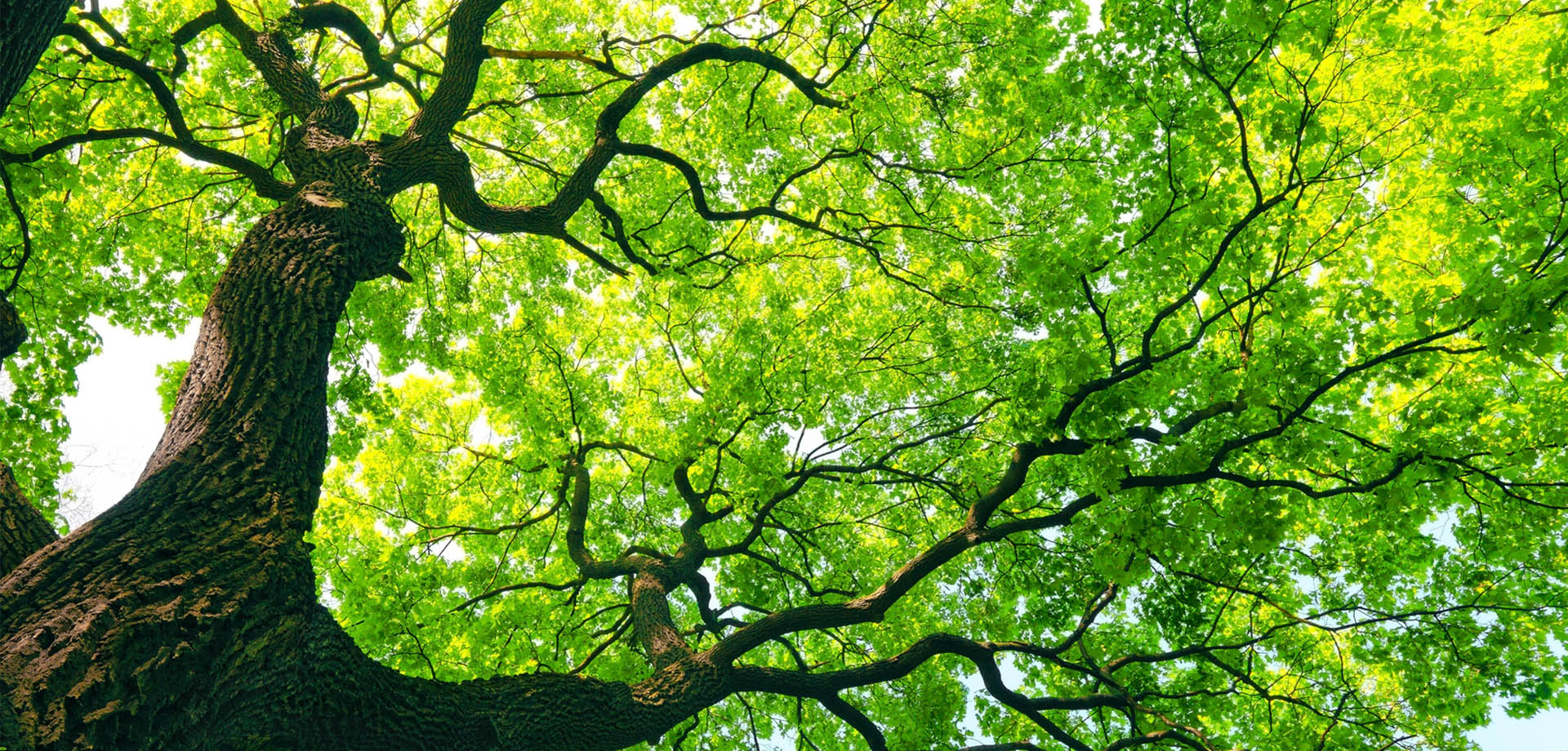 green-tree-underneath-correct.jpg