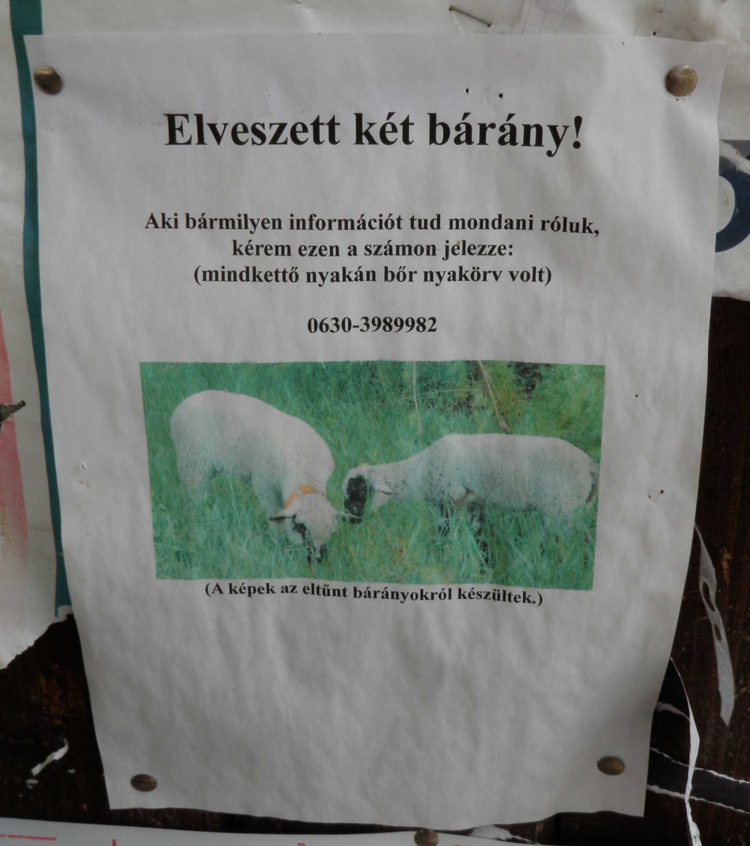 bárányok_1.jpg