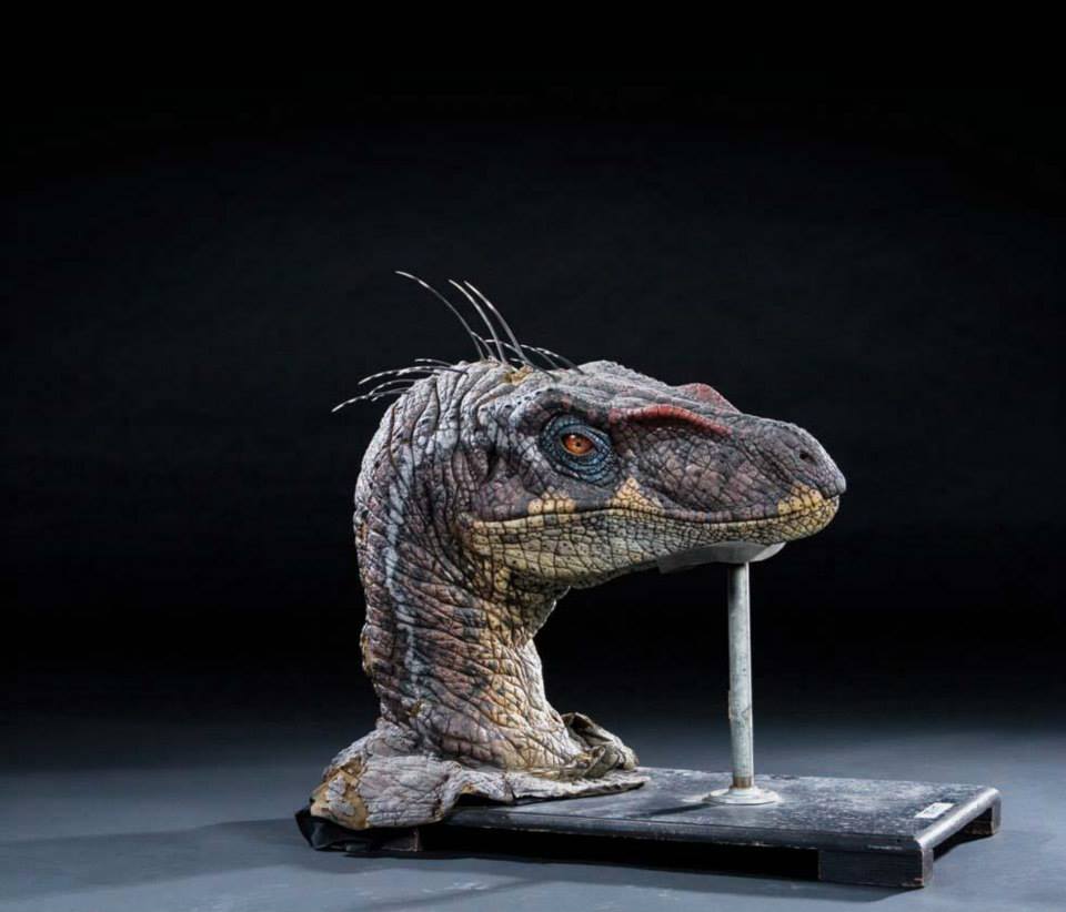 A hím Velociraptor feje, amely túlélte a forgatást
