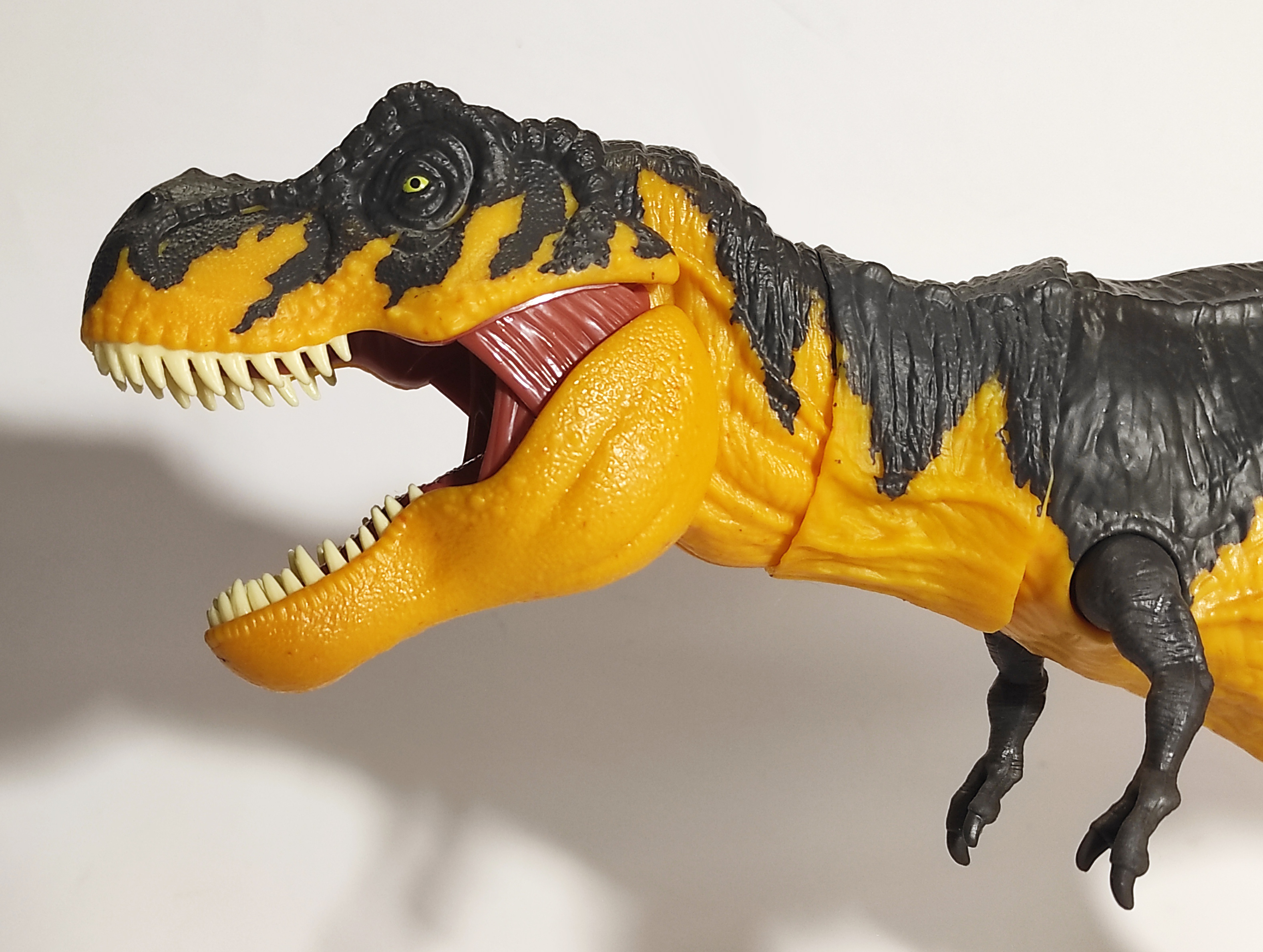 rexhead6.jpg