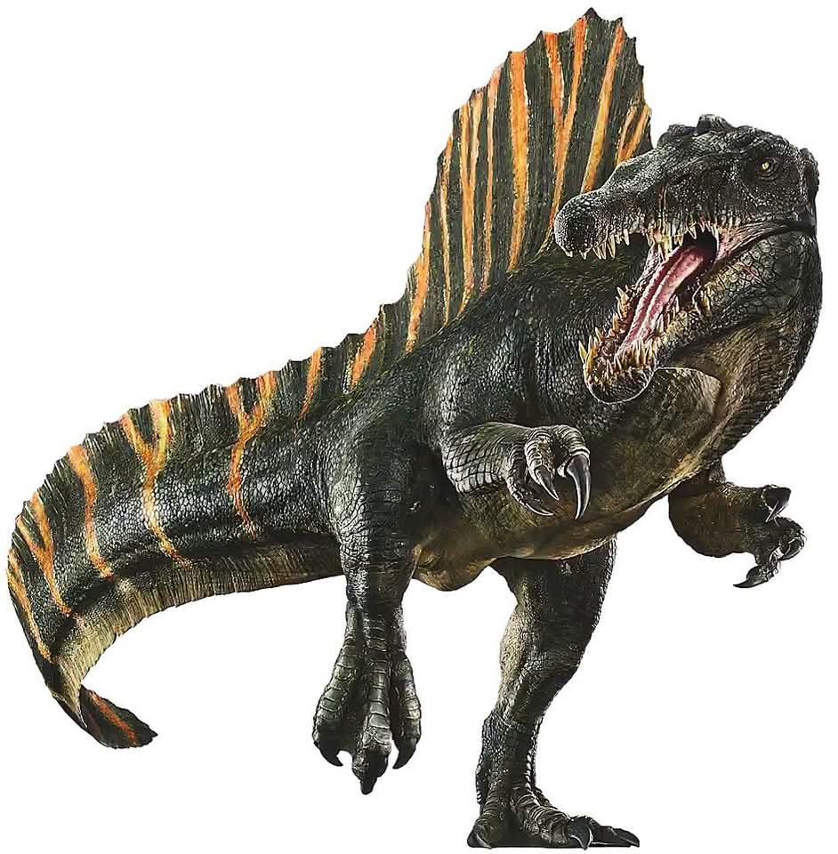 spino_8.jpg