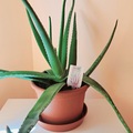 Aloe vera: Mire jó és hogyan gondozd ezt a növényt?