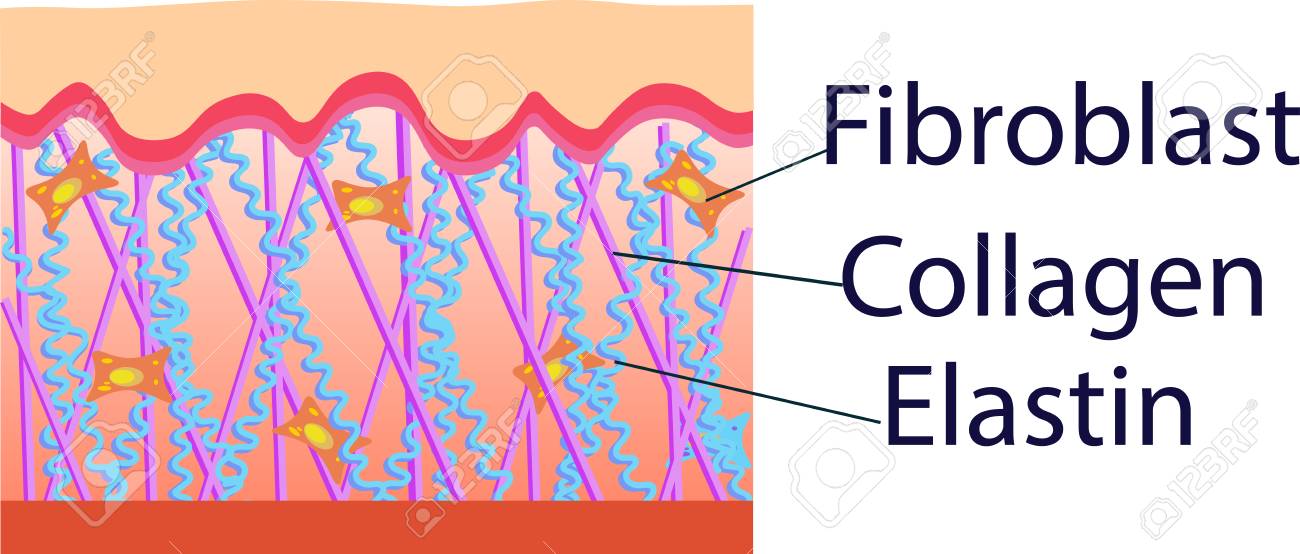 93625375-vector-illustration-of-structure-cells-with-collagen-elastin-and-fibroblast.jpg