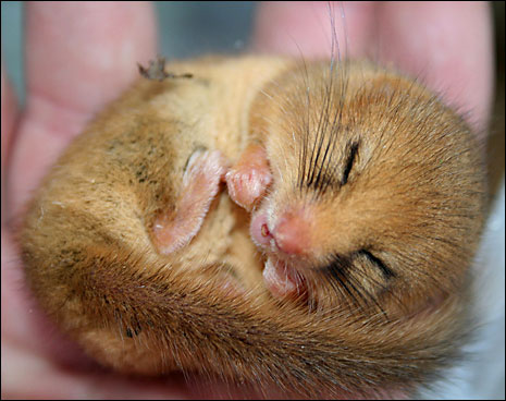 dormouse.jpg