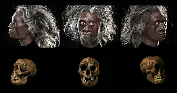 H-floresiensis.jpeg