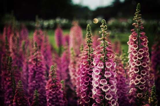 foxgloves.jpg