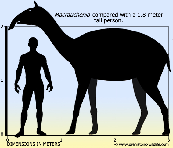 macrauchenia-size.jpg